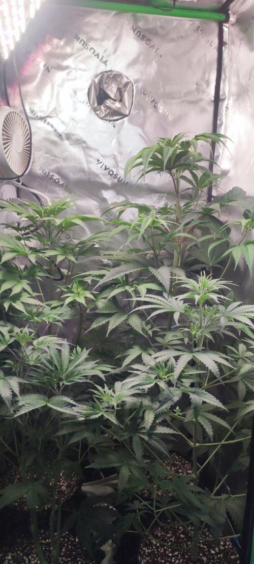 Skywalker Haze. Week 5