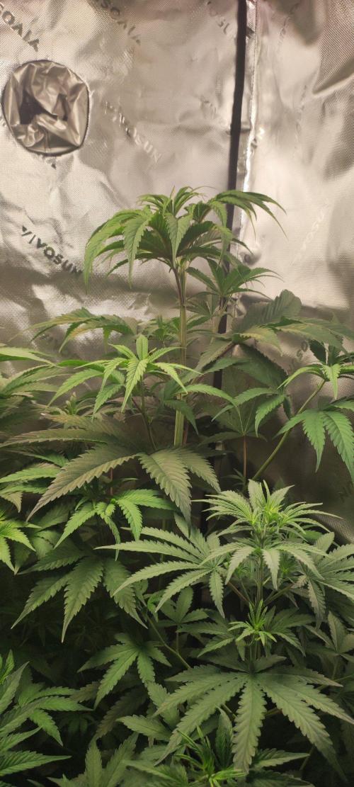 Skywalker Haze. Week 5