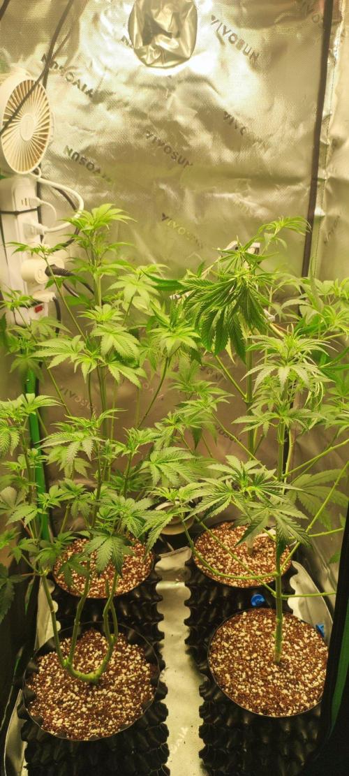 Skywalker Haze. Week 5