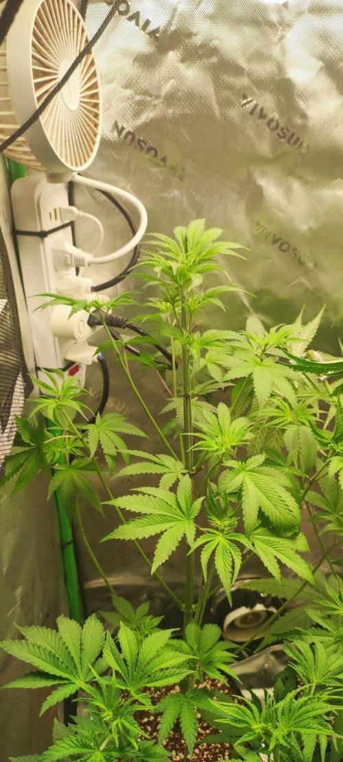 Blue Zushi. Week 5