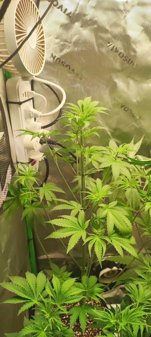 Blue Zushi. Week 5
