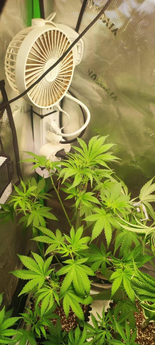Blue Zushi. Week 5