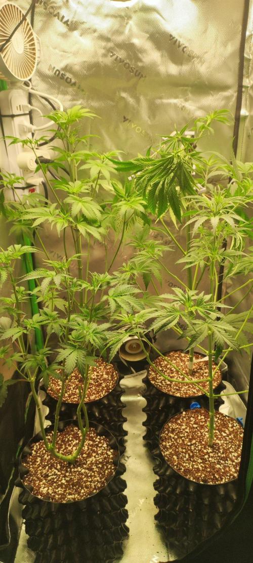 Blue Zushi. Week 5
