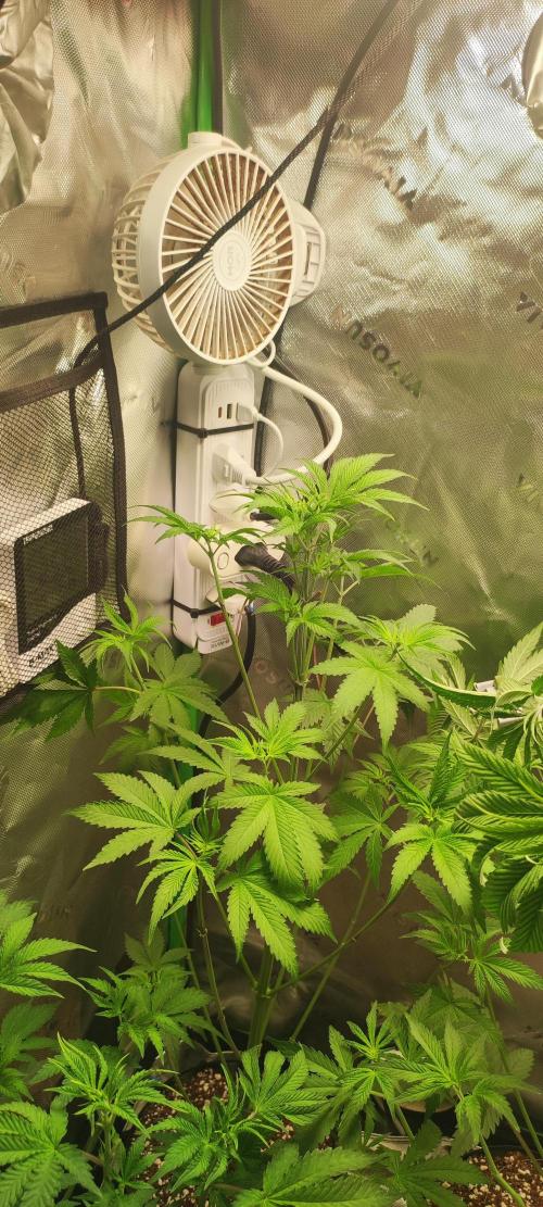 Blue Zushi. Week 5