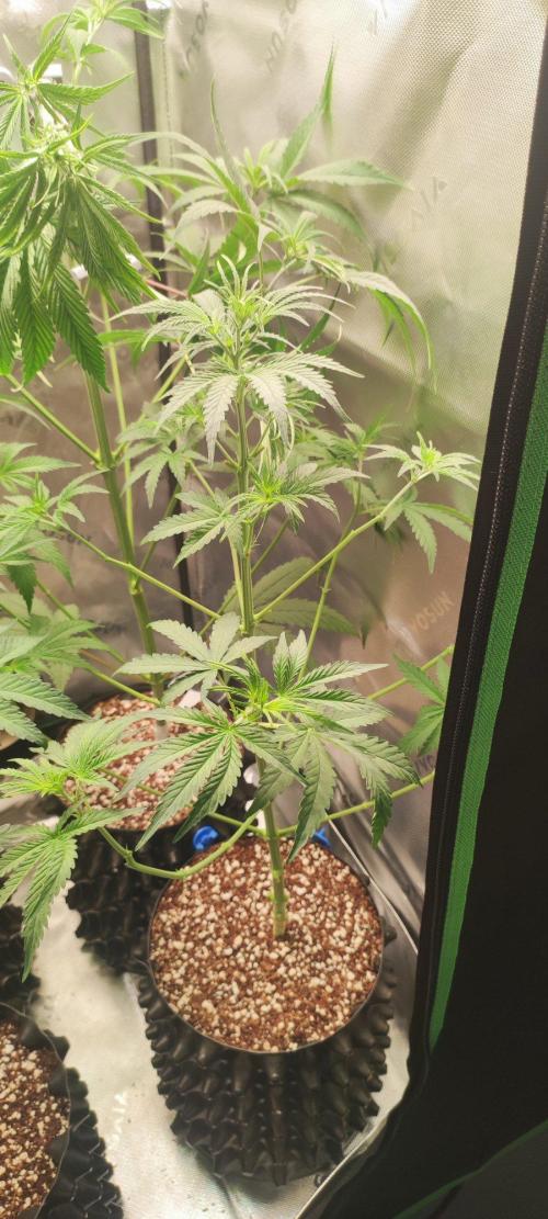Grateful End OG. Week 5