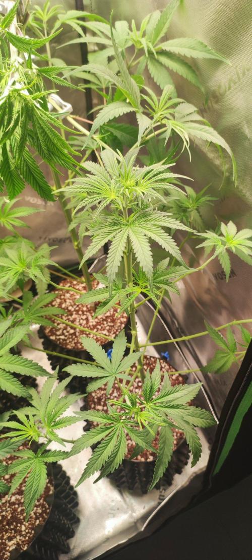 Grateful End OG. Week 5