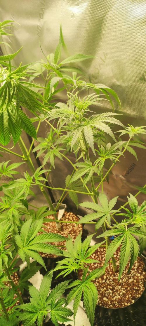 Grateful End OG. Week 5