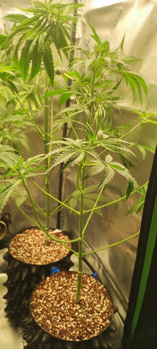Grateful End OG. Week 5