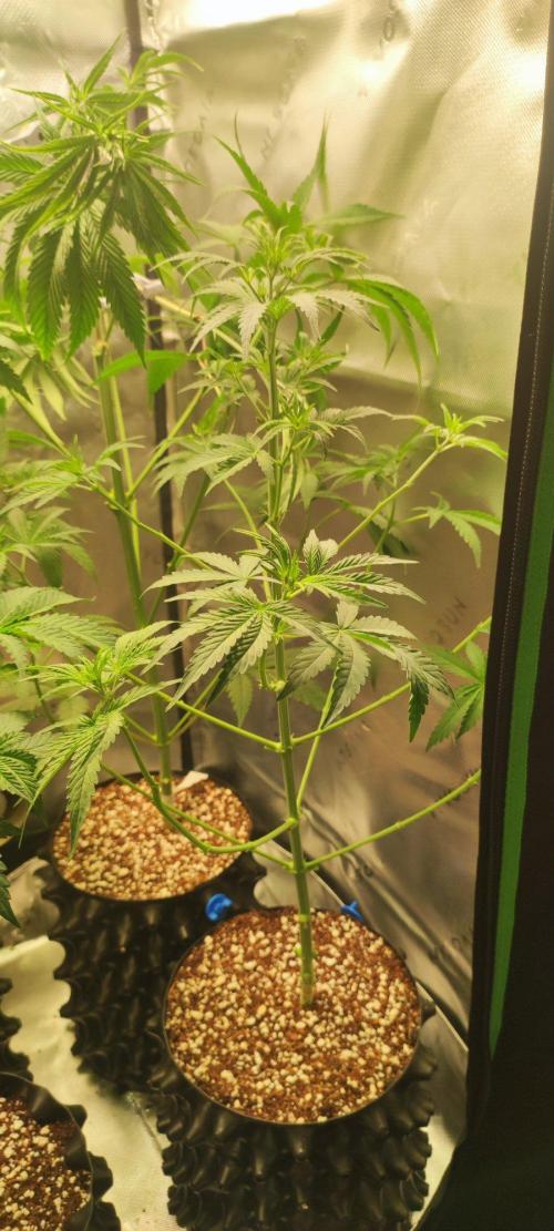 Grateful End OG. Week 5