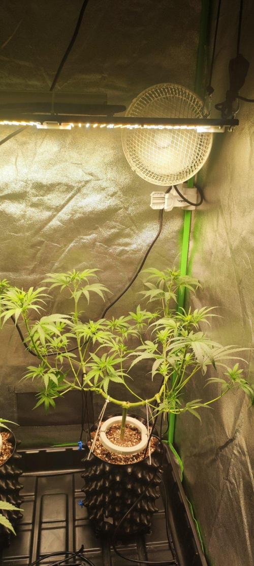 Sherbet. Week 6