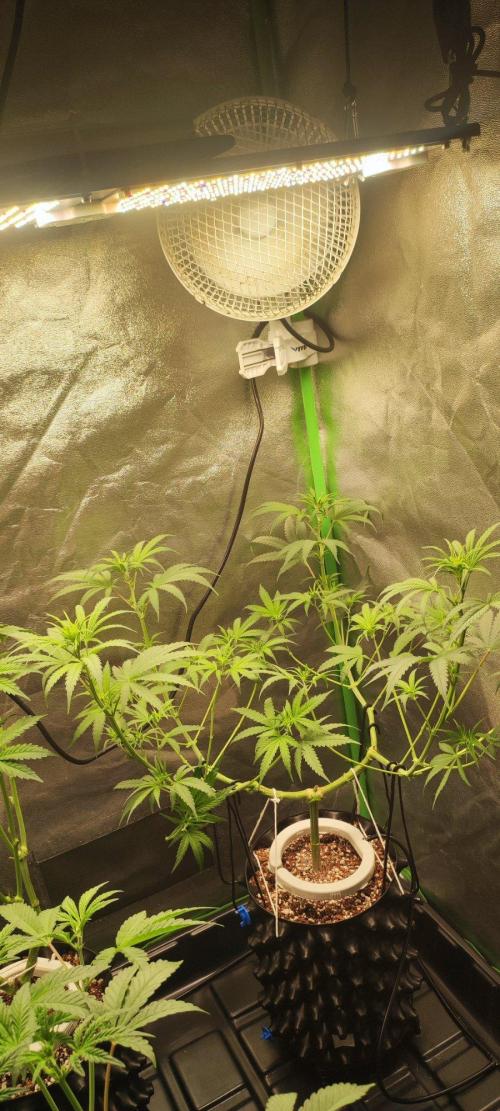 Sherbet. Week 6