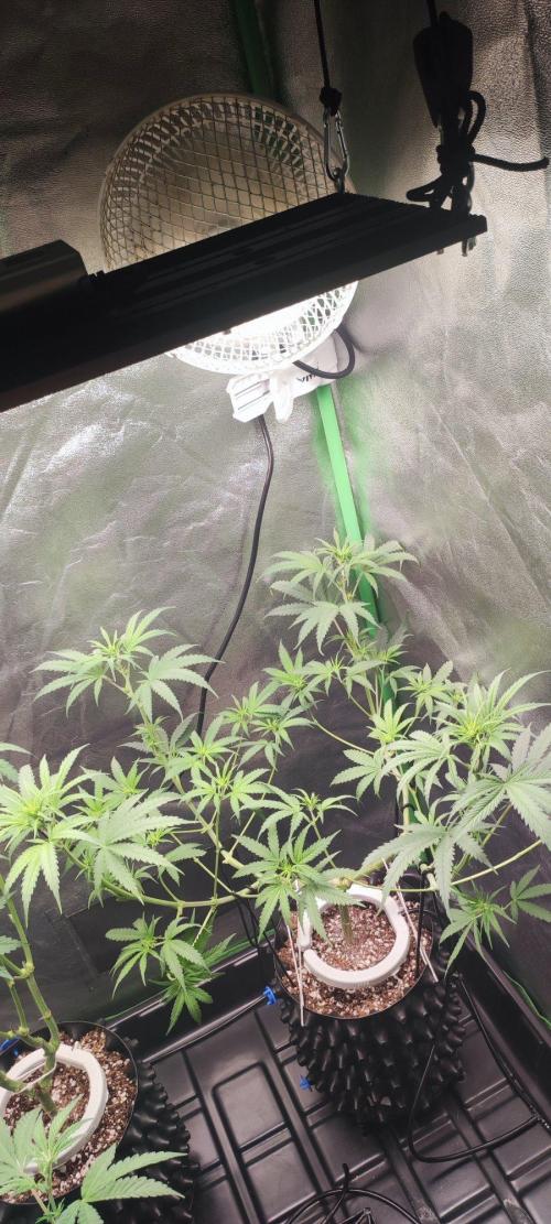 Sherbet. Week 6