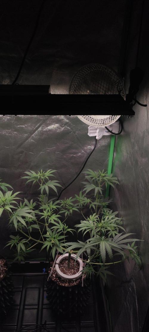 Sherbet. Week 6