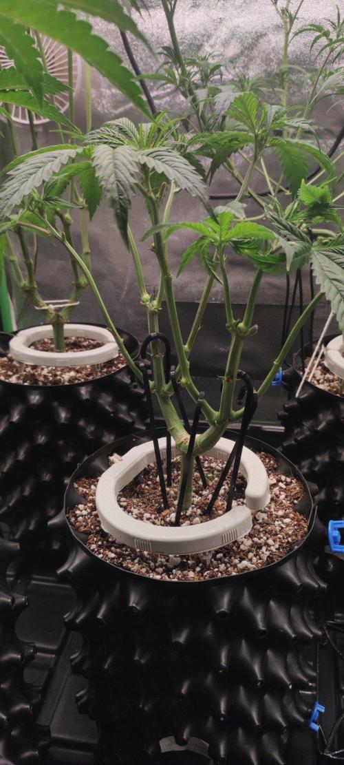 Wedding Cake. Week 6
