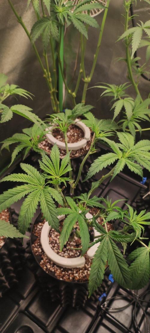 Wedding Cake. Week 6