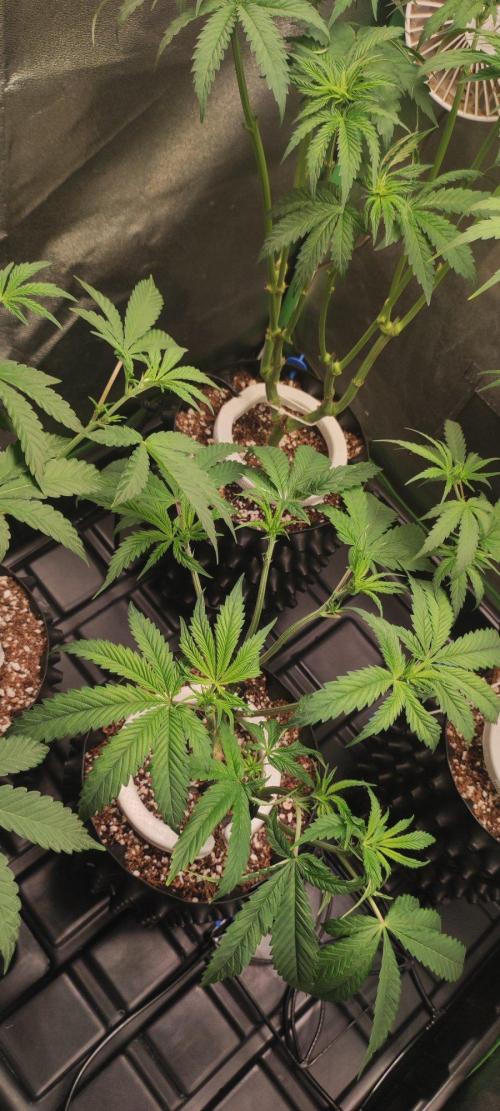 Wedding Cake. Week 6