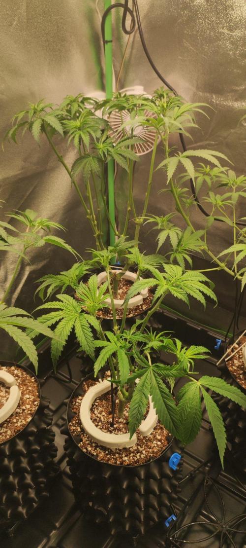 Wedding Cake. Week 6