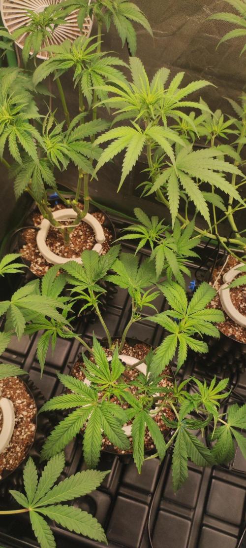 Wedding Cake. Week 6