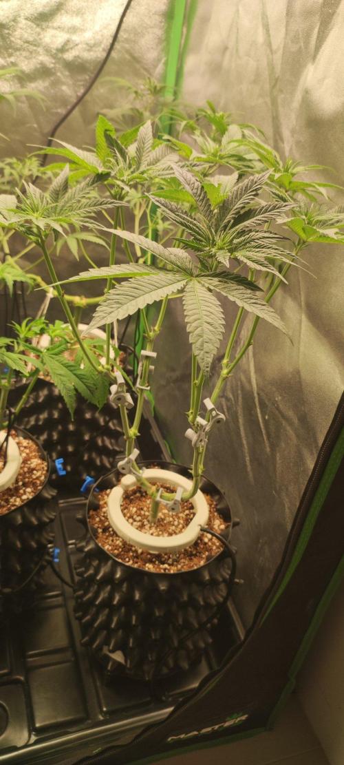 Gorilla Candy. Week 6