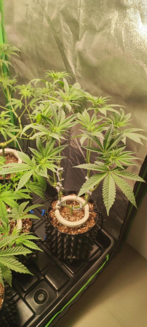 Gorilla Candy. Week 6