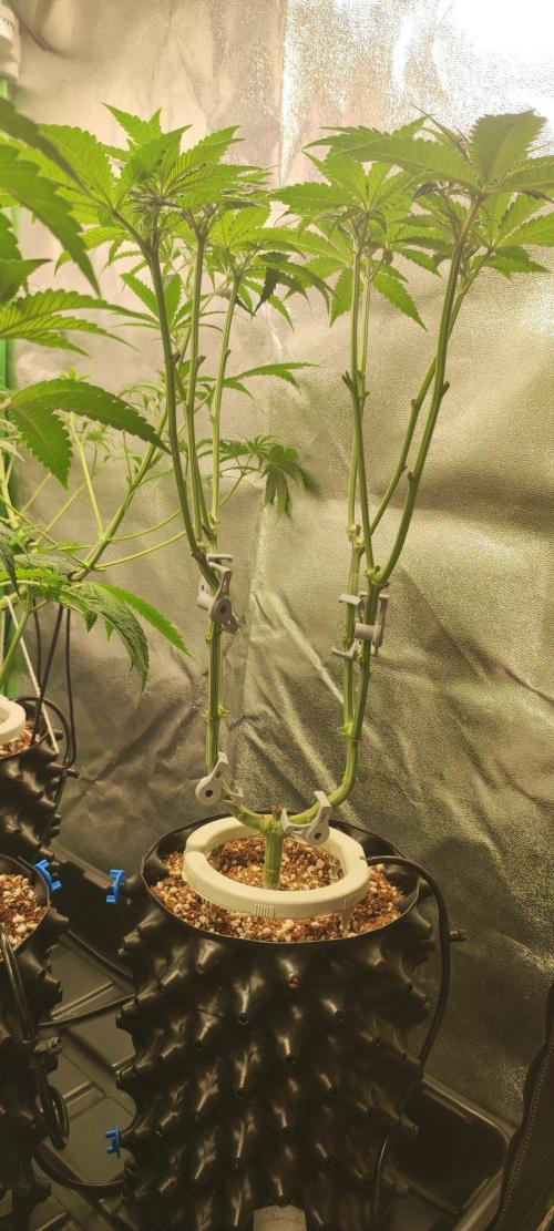 Gorilla Candy. Week 6