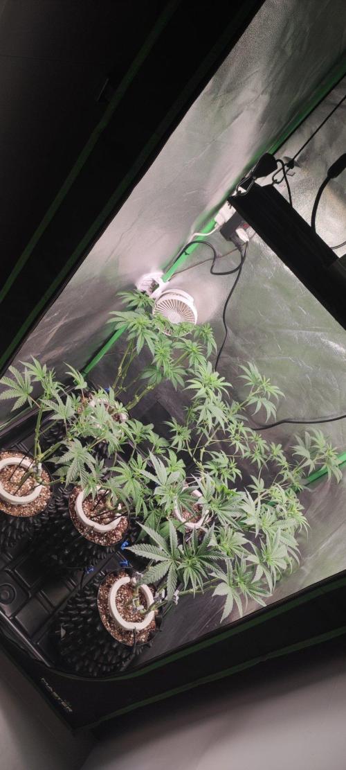 Gorilla Candy. Week 6