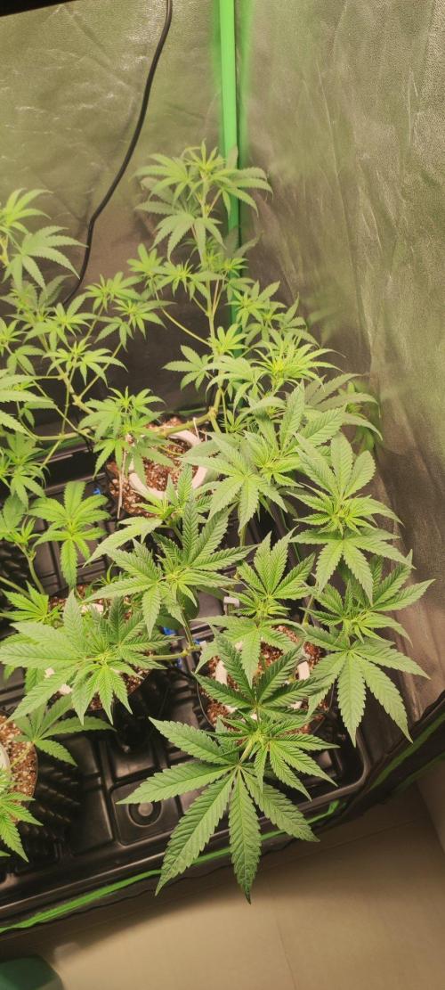 Gorilla Candy. Week 6