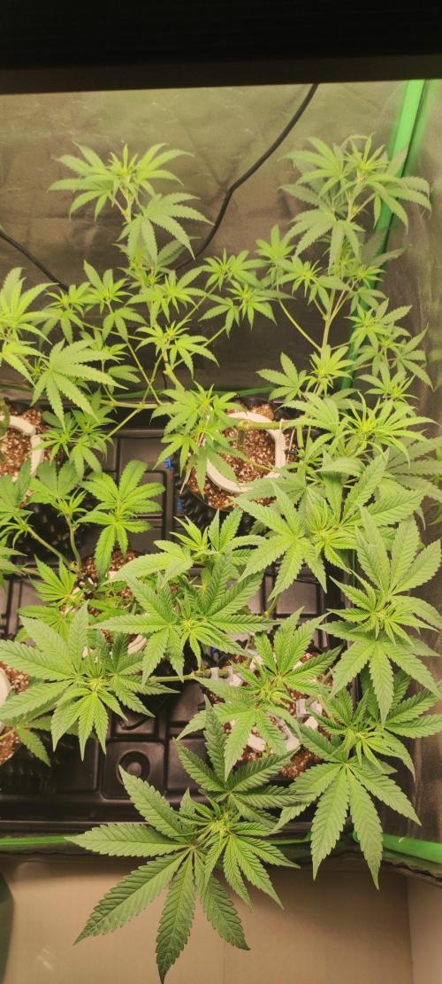 Gorilla Candy. Week 6