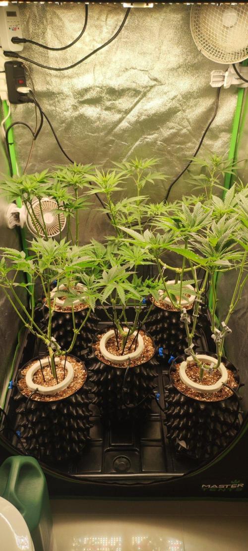 Gorilla Candy. Week 6