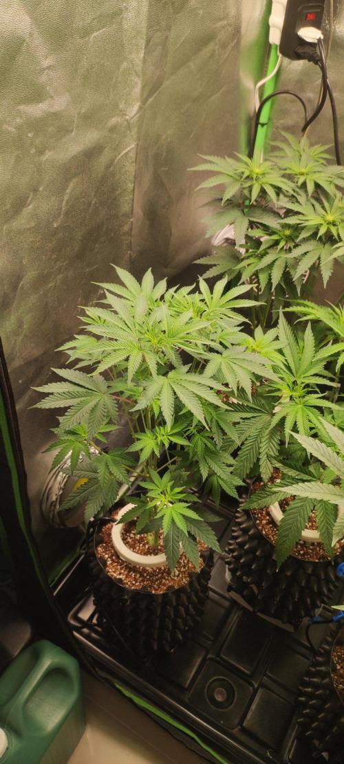 Grape Pie. Week 6