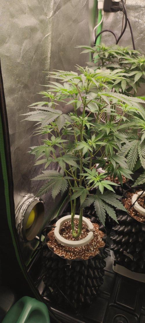 Grape Pie. Week 6