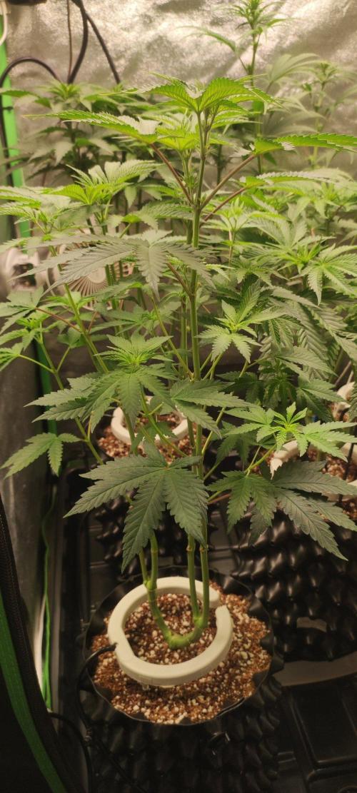 Grape Pie. Week 6