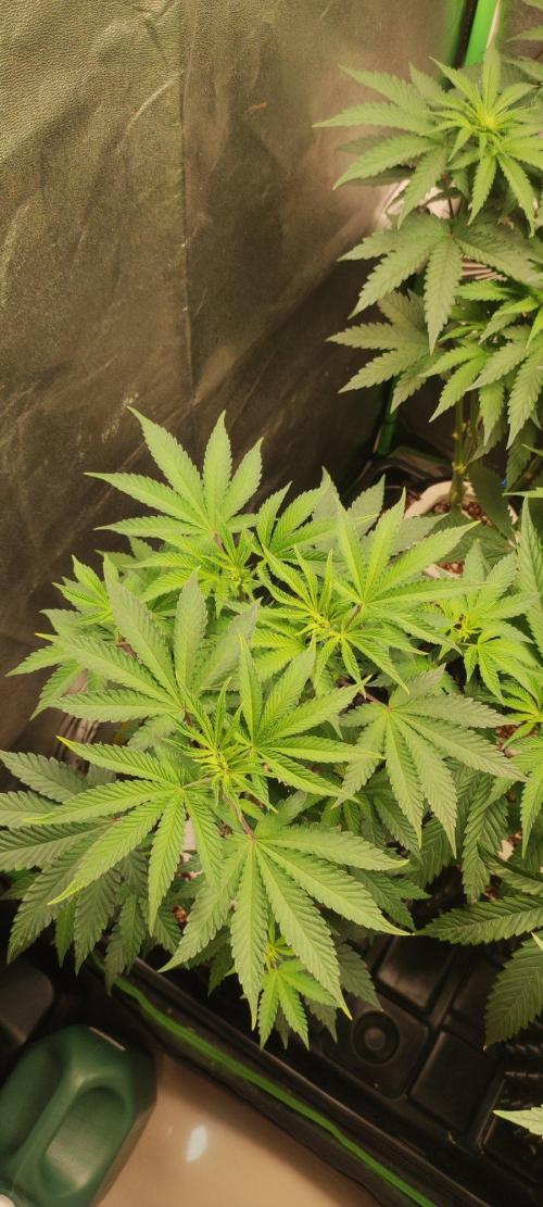 Grape Pie. Week 6