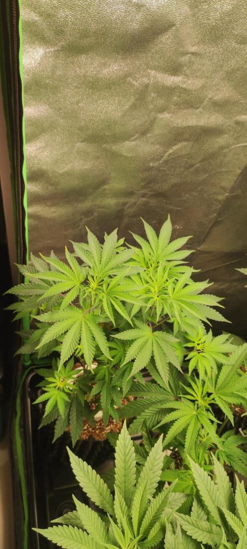 Grape Pie. Week 6