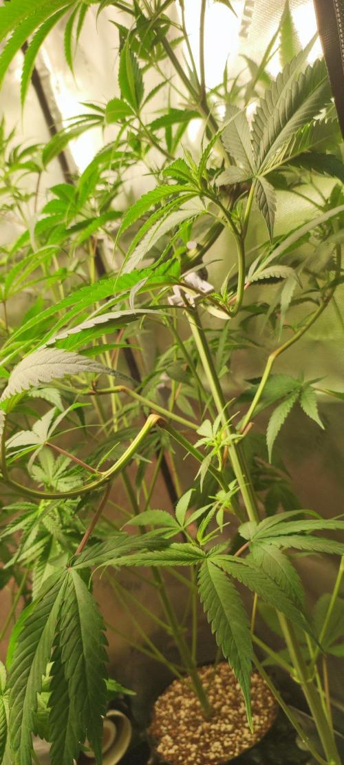 Skywalker Haze. Week 6