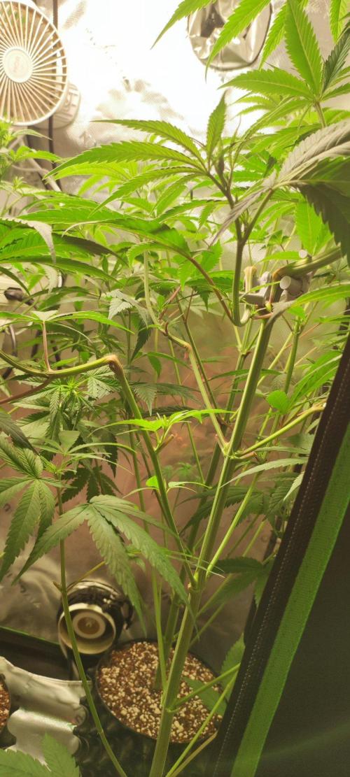 Skywalker Haze. Week 6