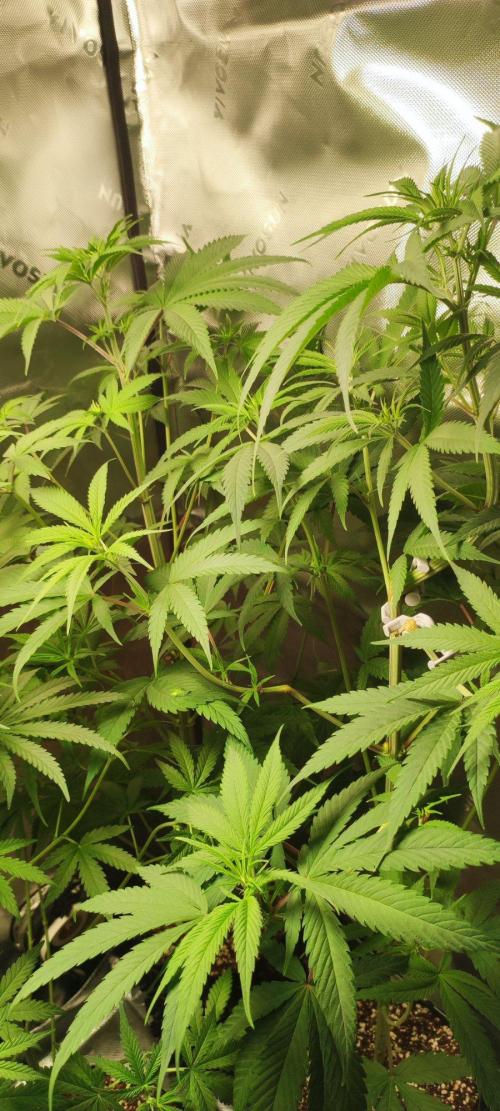 Skywalker Haze. Week 6