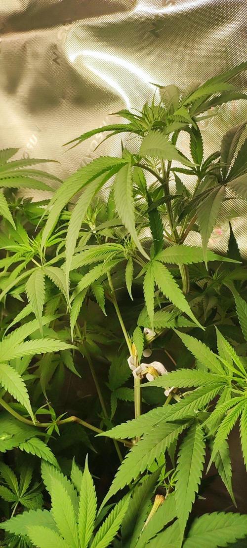 Skywalker Haze. Week 6