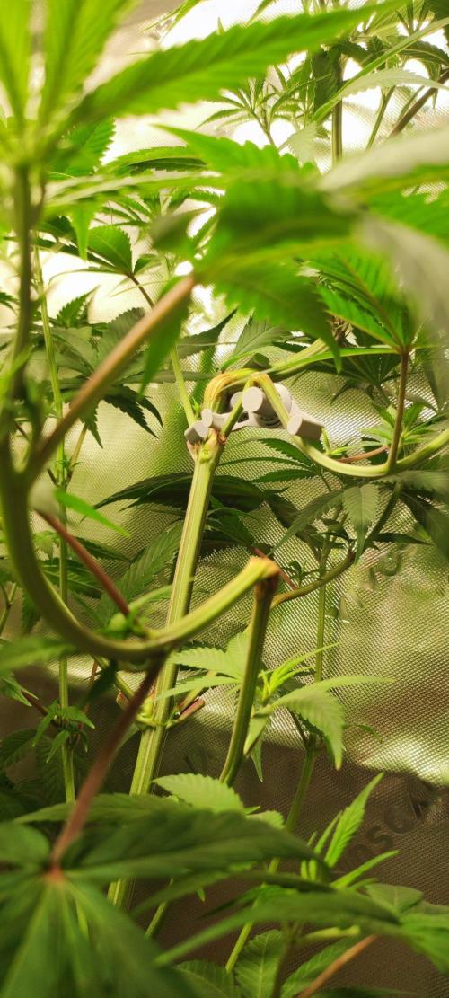 Skywalker Haze. Week 6