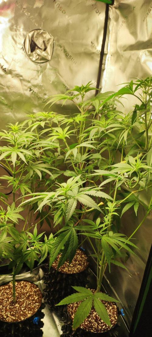 Skywalker Haze. Week 6