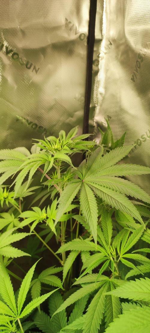 Blue Zushi. Week 6