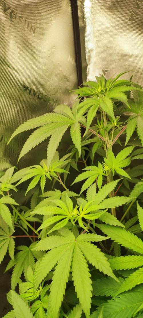 Blue Zushi. Week 6