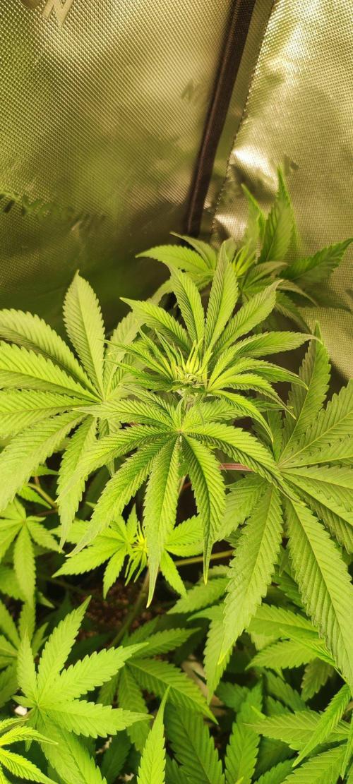 Blue Zushi. Week 6