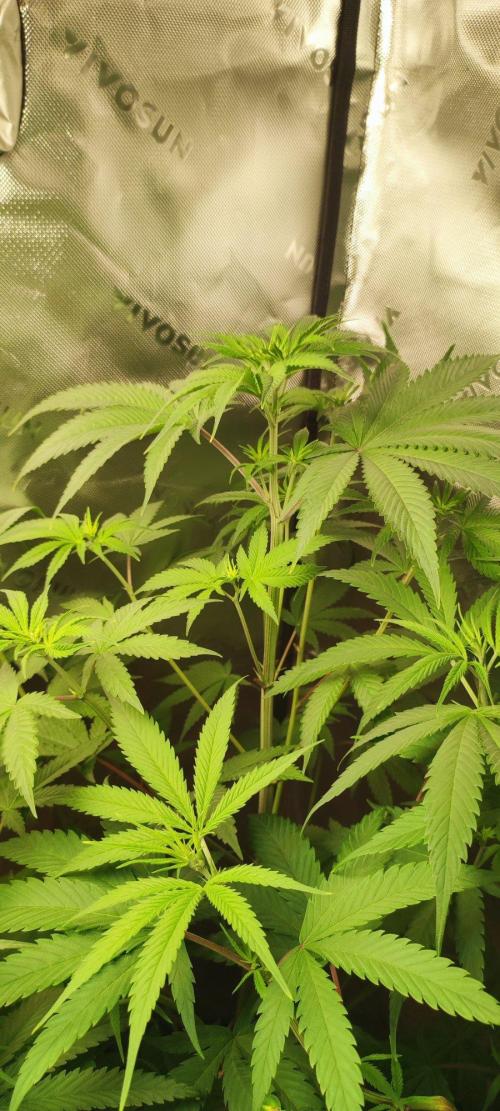 Blue Zushi. Week 6