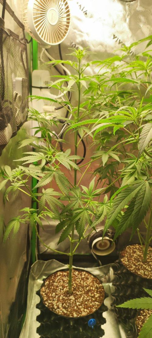 Grateful End OG. Week 6