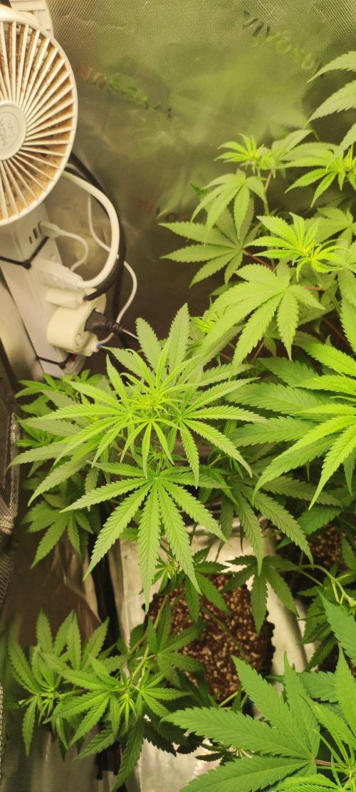 Grateful End OG. Week 6