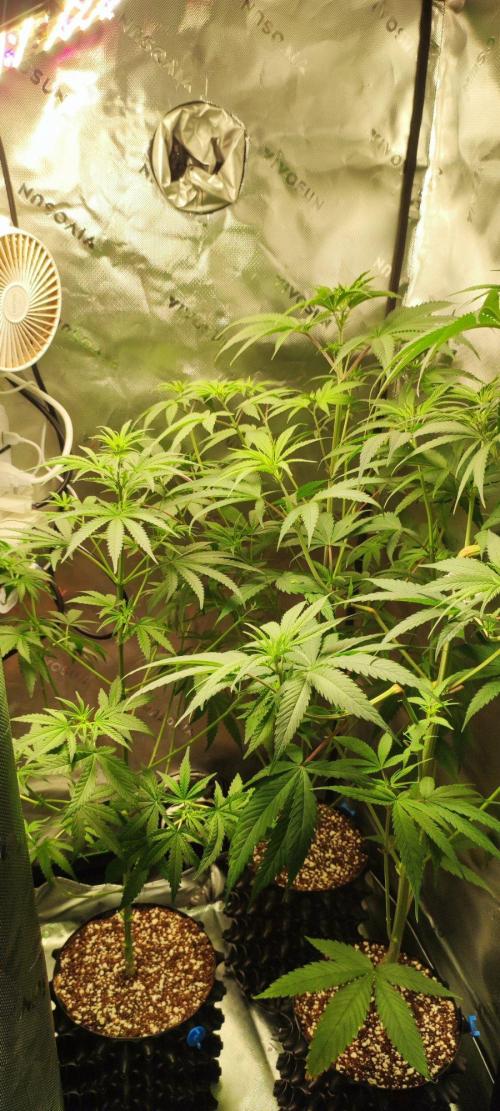Grateful End OG. Week 6