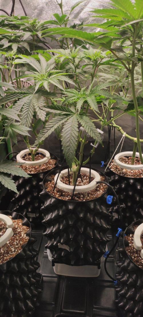 Wedding Cake. Week 7