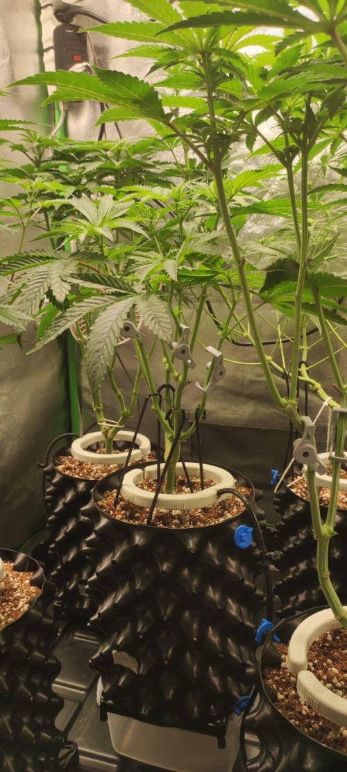Wedding Cake. Week 7