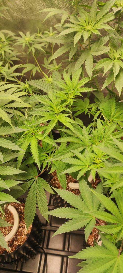 Wedding Cake. Week 7
